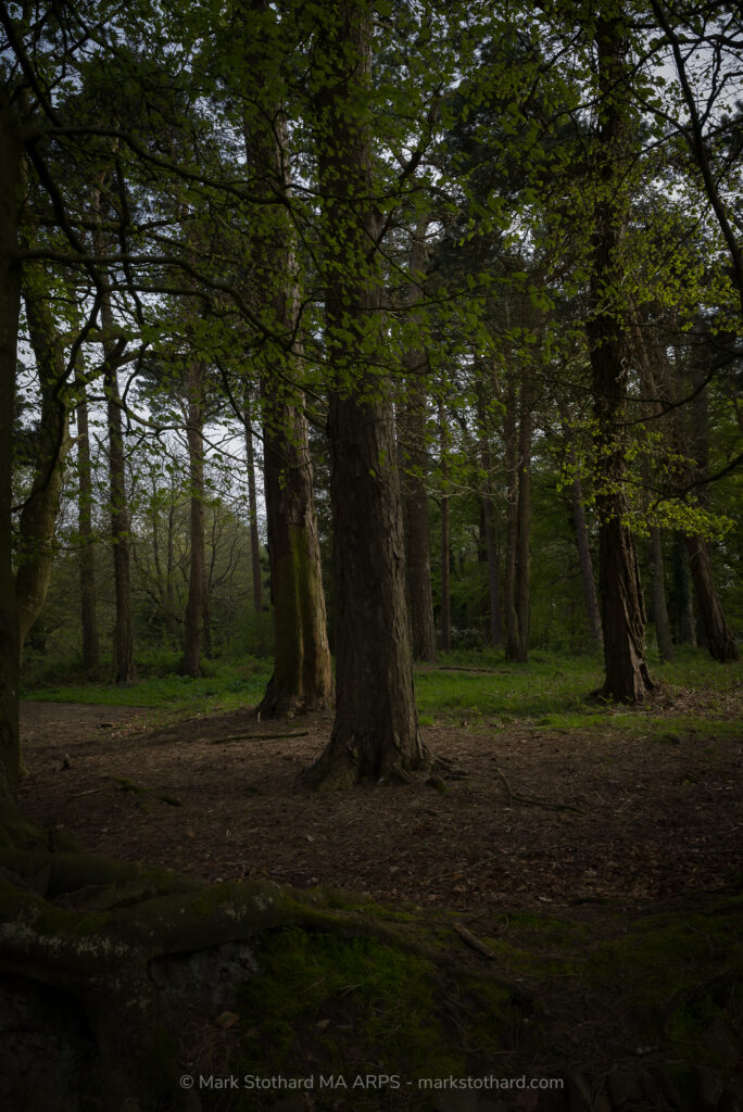 This woodland on North Hill, Minehead, carries the quiet remains of a Second World War tank training area. Beneath a canopy of spring leaves, the forest floor reveals subtle scars. Compressed earth, faint track lines, and fragments of concrete hint at the weight of armoured vehicles that once moved through this ground.During the war, British forces prepared crews here for combat. Tanks carved paths through soil and roots, engines echoing across the hillside above the Bristol Channel. Today, the sound has gone. Trees stand tall where steel once passed. Moss softens the hard edges of abandoned structures. Light filters through branches, illuminating textures of bark, earth, and stone.The image captures contrast. Growth and decay. Stillness and memory. Nature has reclaimed the site, yet the land retains its imprint. The training ground survives not in noise or machinery, but in atmosphere. A landscape shaped by conflict now rests in calm shadow, holding history within its layers of soil and wood.