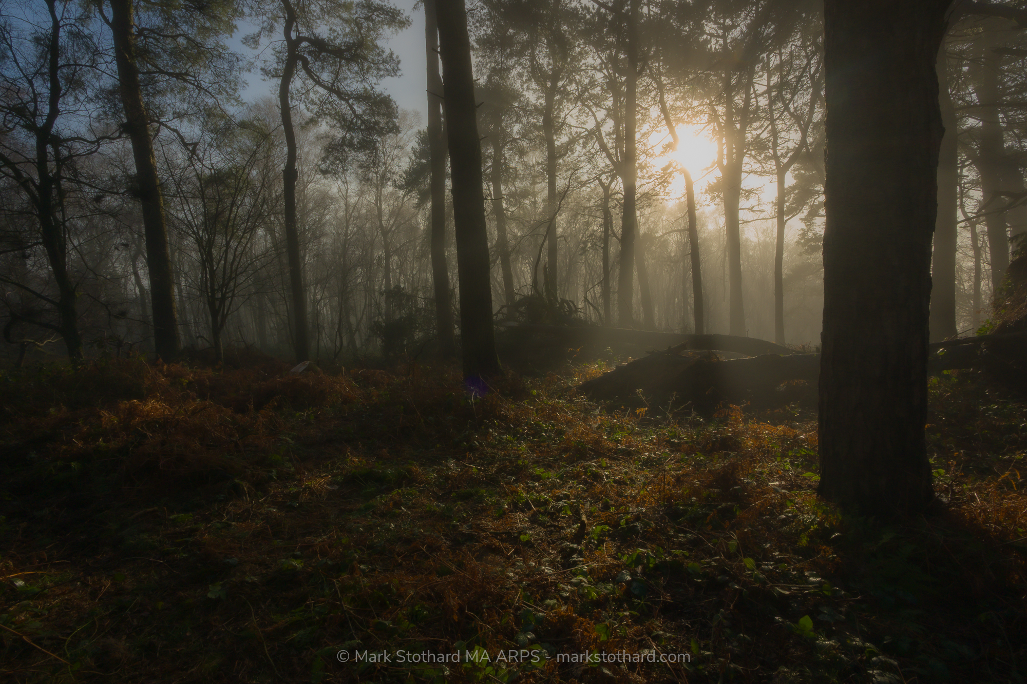 This image captures a mist-laden morning on North Hill above Minehead, a site once used as a World War II tank training area. Tall pines rise vertically through a veil of fog, their trunks dark against the low winter sun. Light breaks through the canopy in narrow shafts, illuminating bracken, pine needles, and uneven ground.Beneath the stillness lies history. The forest floor carries subtle undulations and depressions, traces of former tank tracks pressed into the land during wartime exercises. Armoured vehicles once manoeuvred across this hill, preparing crews for deployment. Today, the noise has gone. The engines are silent. Only filtered light and drifting mist remain.The photograph balances atmosphere and memory. Warm sunlight contrasts with cool shadow. Texture in the foreground draws the eye to the earth itself, where past movement shaped the terrain. The scene speaks of endurance, of landscape absorbing conflict, and of time softening even the marks of steel and war.