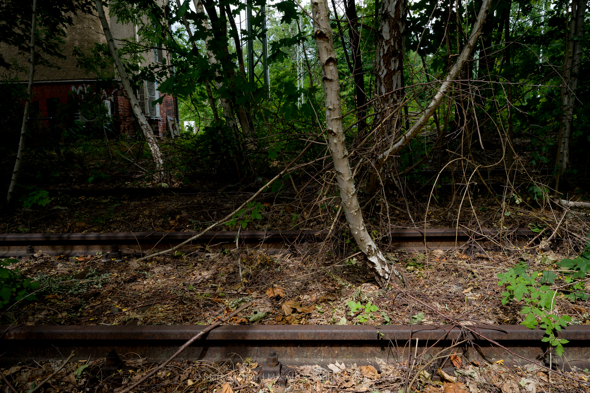 This photograph shows the overgrown railway lines at Platform 17, Am Bahnhof Grunewald, Berlin. Here, thousands of Jewish men, women, and children were forced onto trains and deported to concentration camps during the Second World War. The site stands as a memorial to those who were taken.In the frame, rusted steel tracks cut horizontally across the image. Dry leaves, twigs, and tangled undergrowth cover the sleepers. Slender birch trees rise through the ballast, their pale bark marked and peeling. Dense green foliage fills the background, partially obscuring brick structures and railway elements.The scene is still. No trains run here now. Nature has advanced without ceremony, threading roots between iron and stone. The geometry of the railway remains visible, yet it is softened by decay and growth. The photograph holds tension between historical violence and present calm. It records a place where memory persists, even as the land attempts to reclaim the ground.